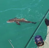 Bull shark swimming beside an offshore fishing charter boat in the Gulf of Mexico near Sarasota, Florida.