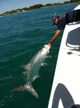 Captain carefully releasing a large tarpon beside the boat after a successful catch during a Sarasota fishing charter.
