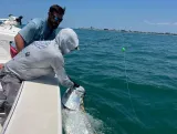 Captain and angler carefully releasing a large tarpon beside a Sarasota fishing charter boat after a successful catch.