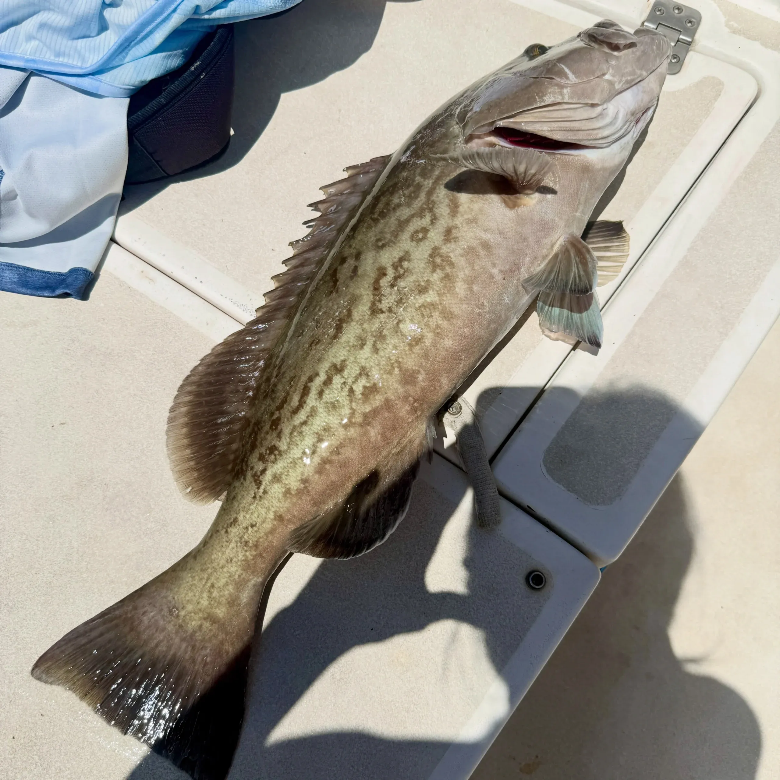 Large gag grouper resting on the deck of a Sarasota fishing charter boat after a successful offshore catch.