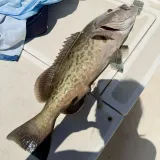 Large gag grouper resting on the deck of a Sarasota fishing charter boat after a successful offshore catch.