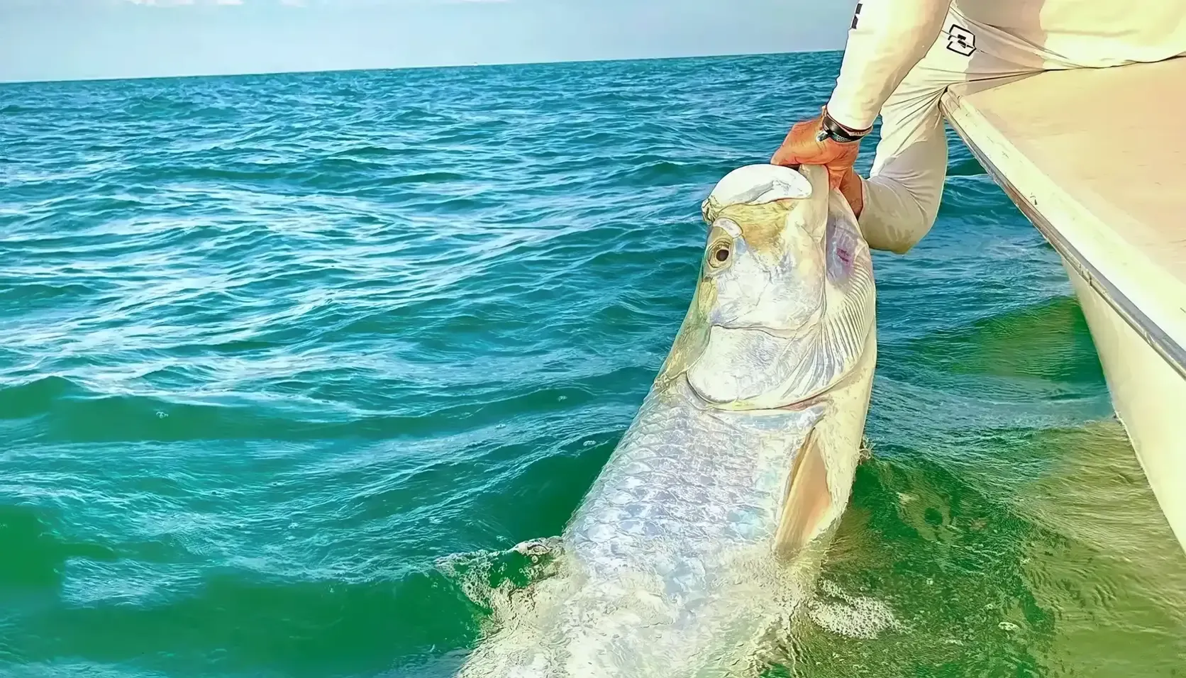 Captain releasing a giant tarpon beside the boat in clear Gulf waters during a Sarasota catch and release fishing trip.