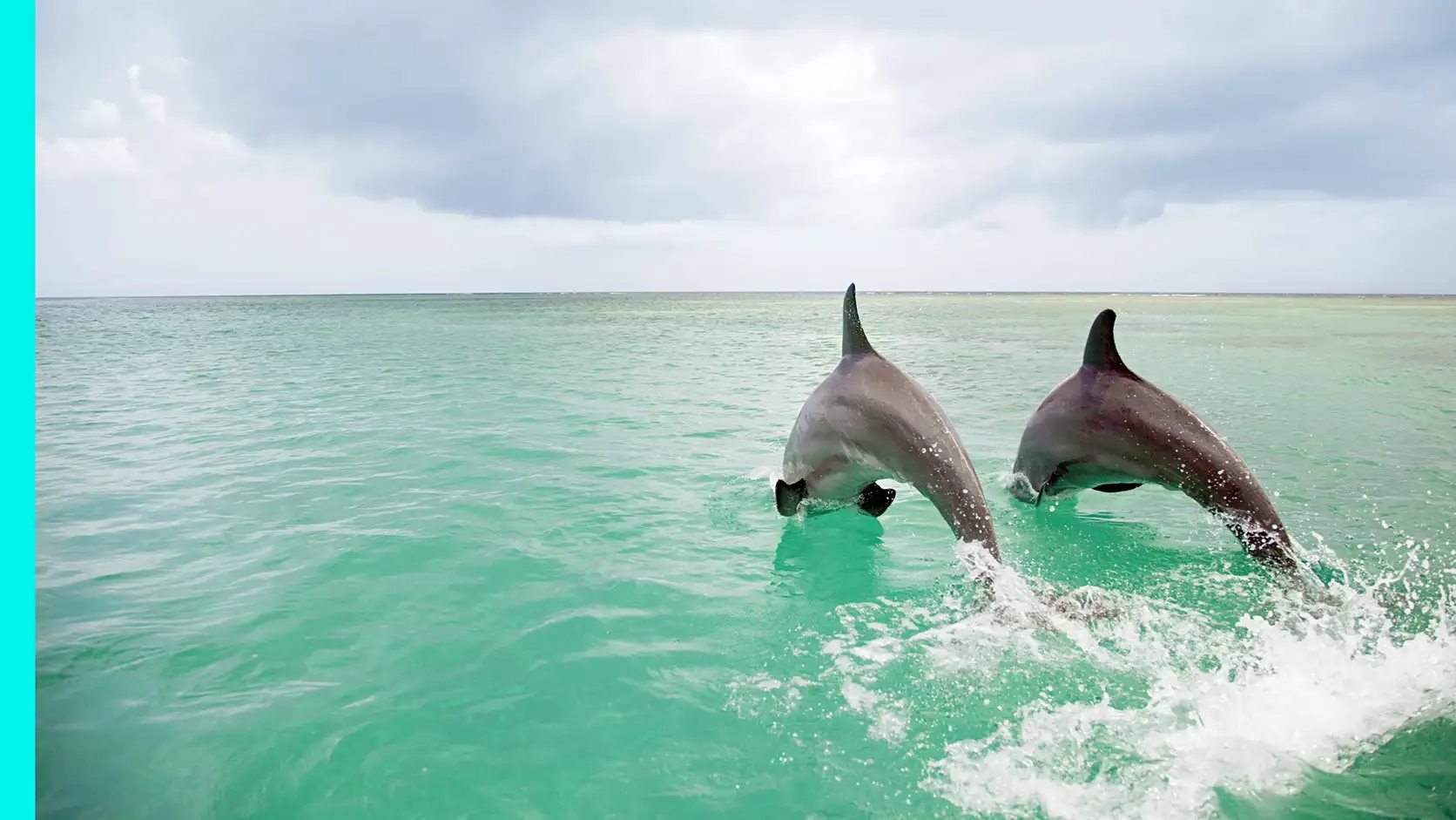 Two wild bottlenose dolphins swimming through the clear waters of Sarasota Bay on a Sarasota dolphin sightseeing tour.
