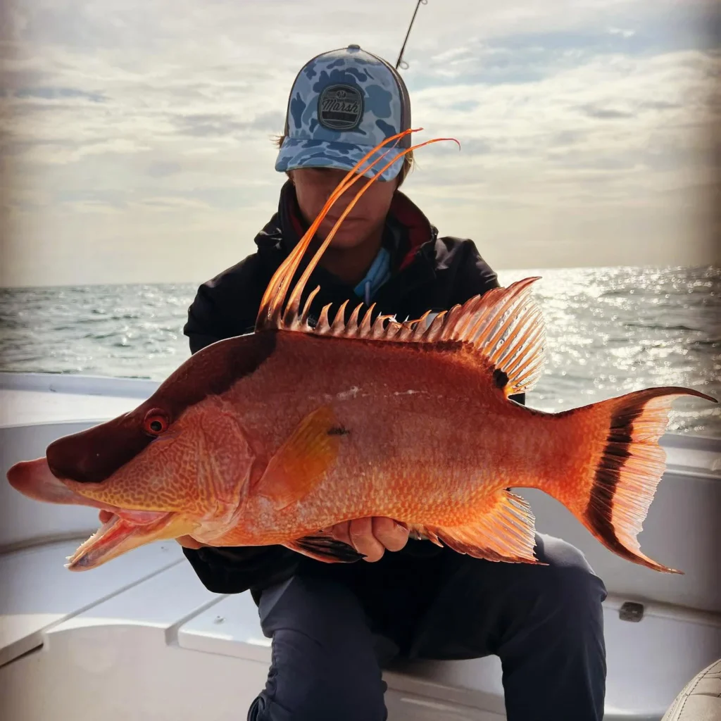 Angler holding a colorful hogfish caught on a Sarasota nearshore fishing charter.