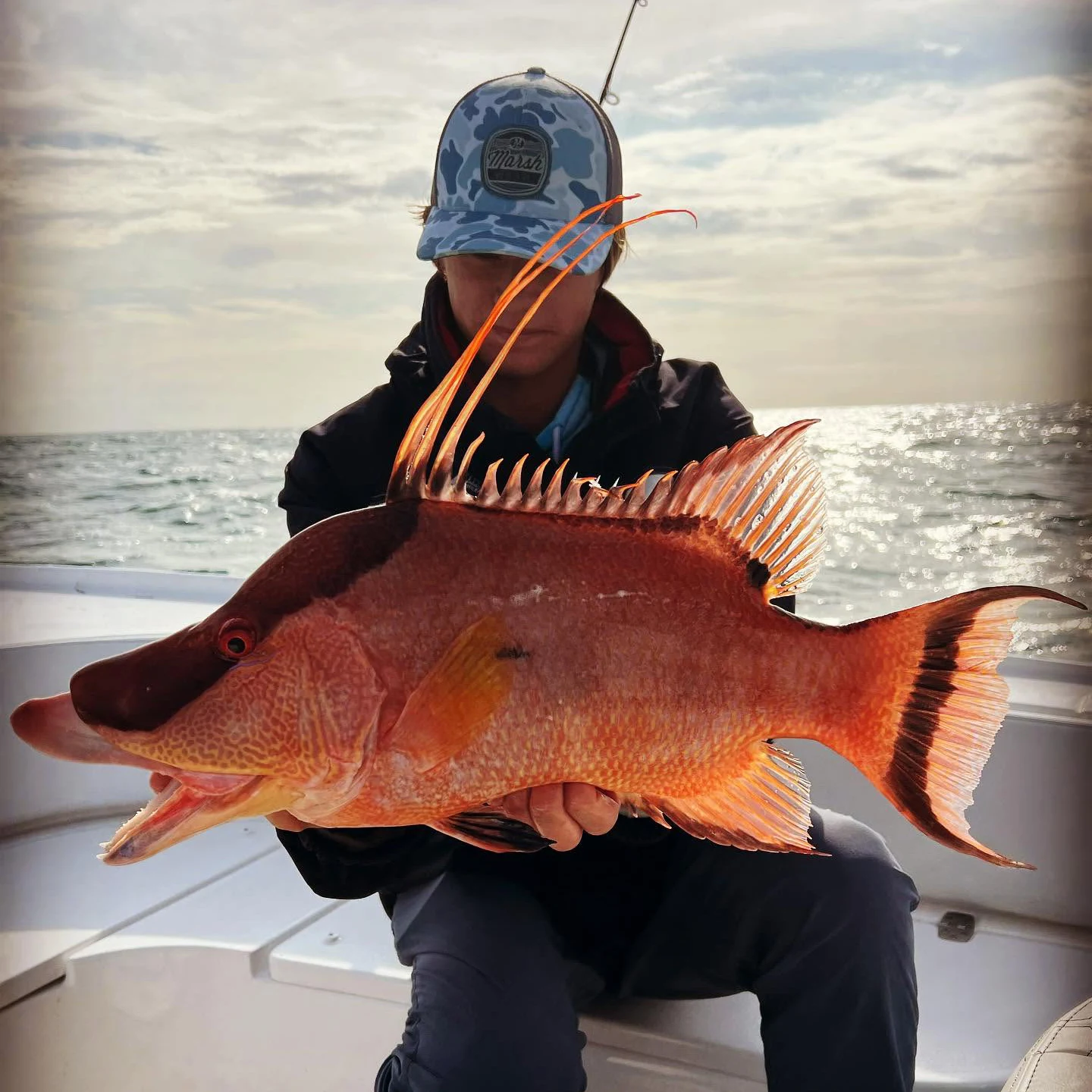 sarasota-nearshore-fishing-hogfish.webp