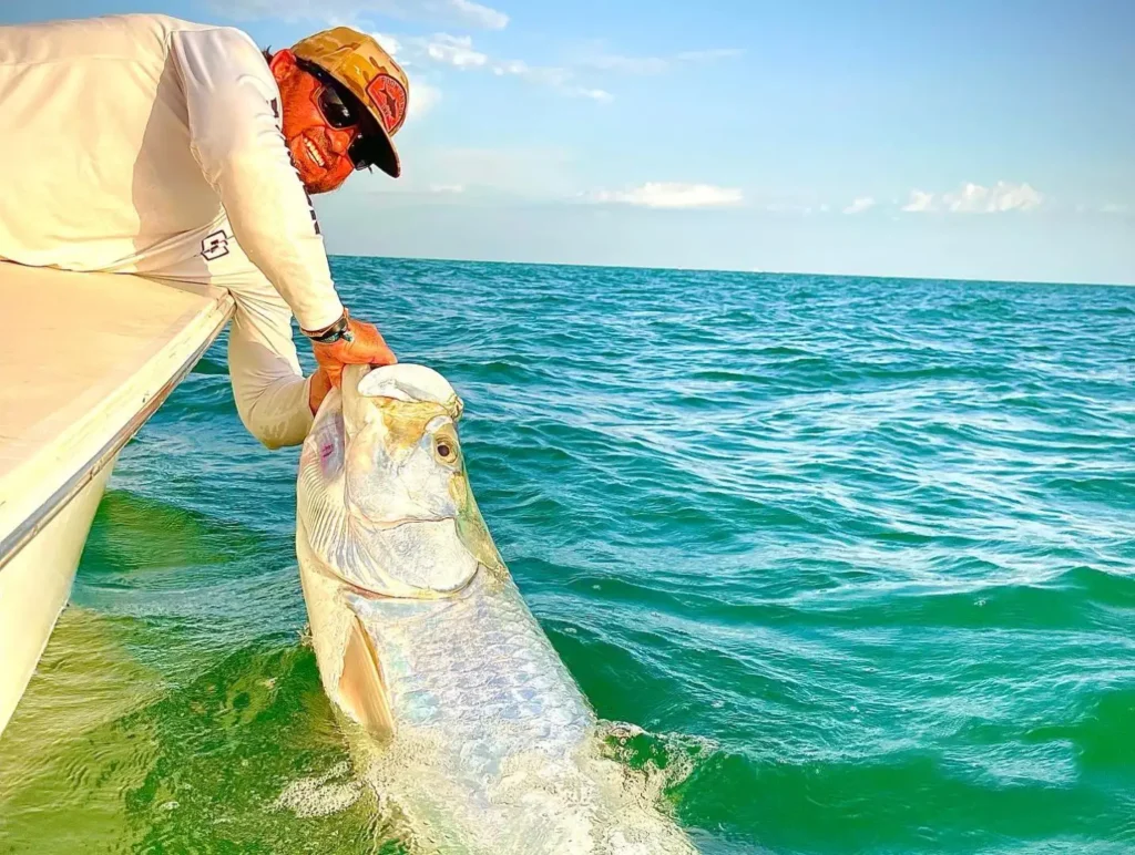 Captain releasing a trophy tarpon beside a charter boat in Sarasota, Florida.