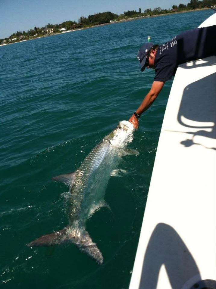 Captain carefully releasing a large tarpon beside the boat after a successful catch during a Sarasota fishing charter.