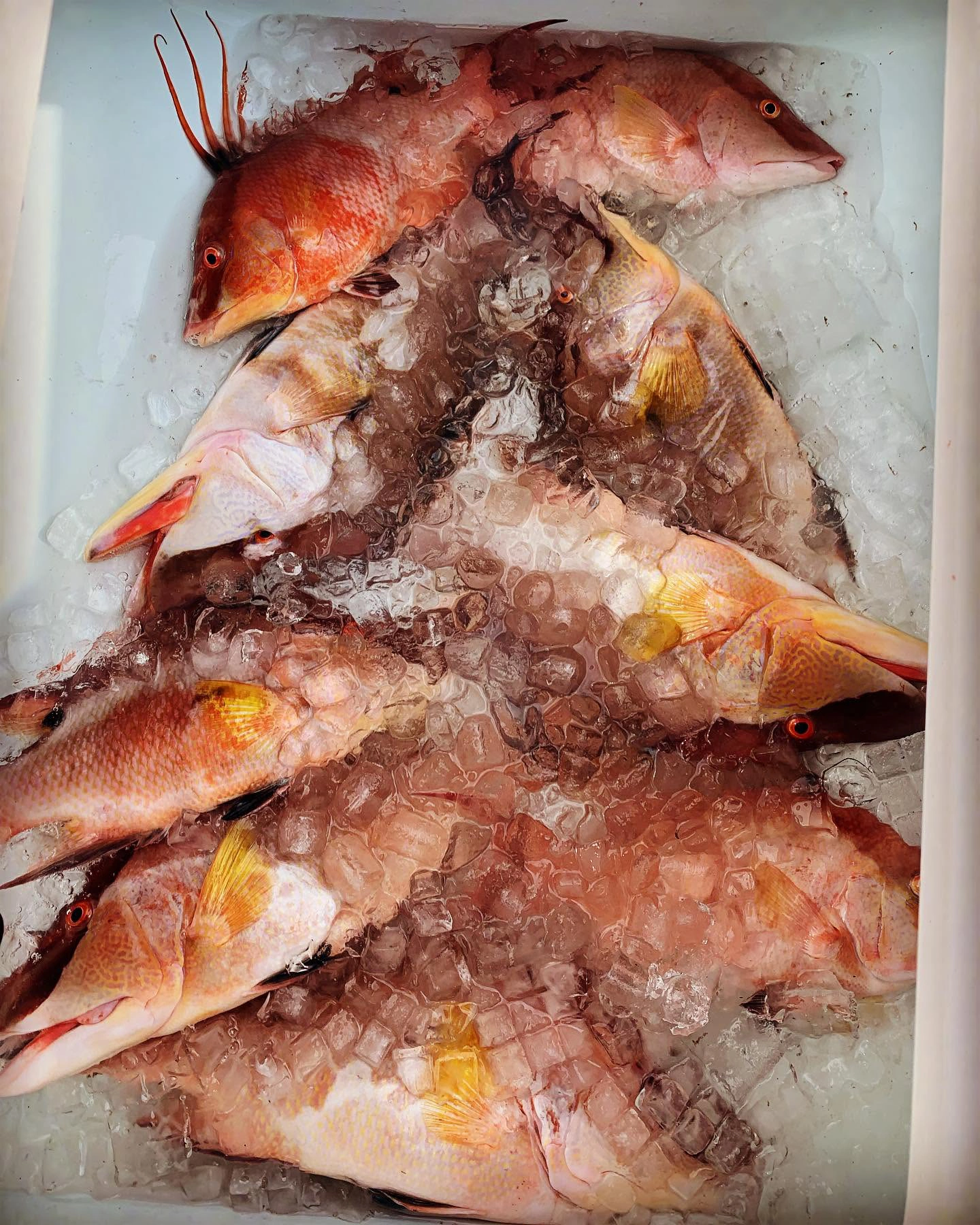 Fresh catch of snapper and a lionfish on ice inside a cooler after a successful Sarasota fishing charter in the Gulf of Mexico.