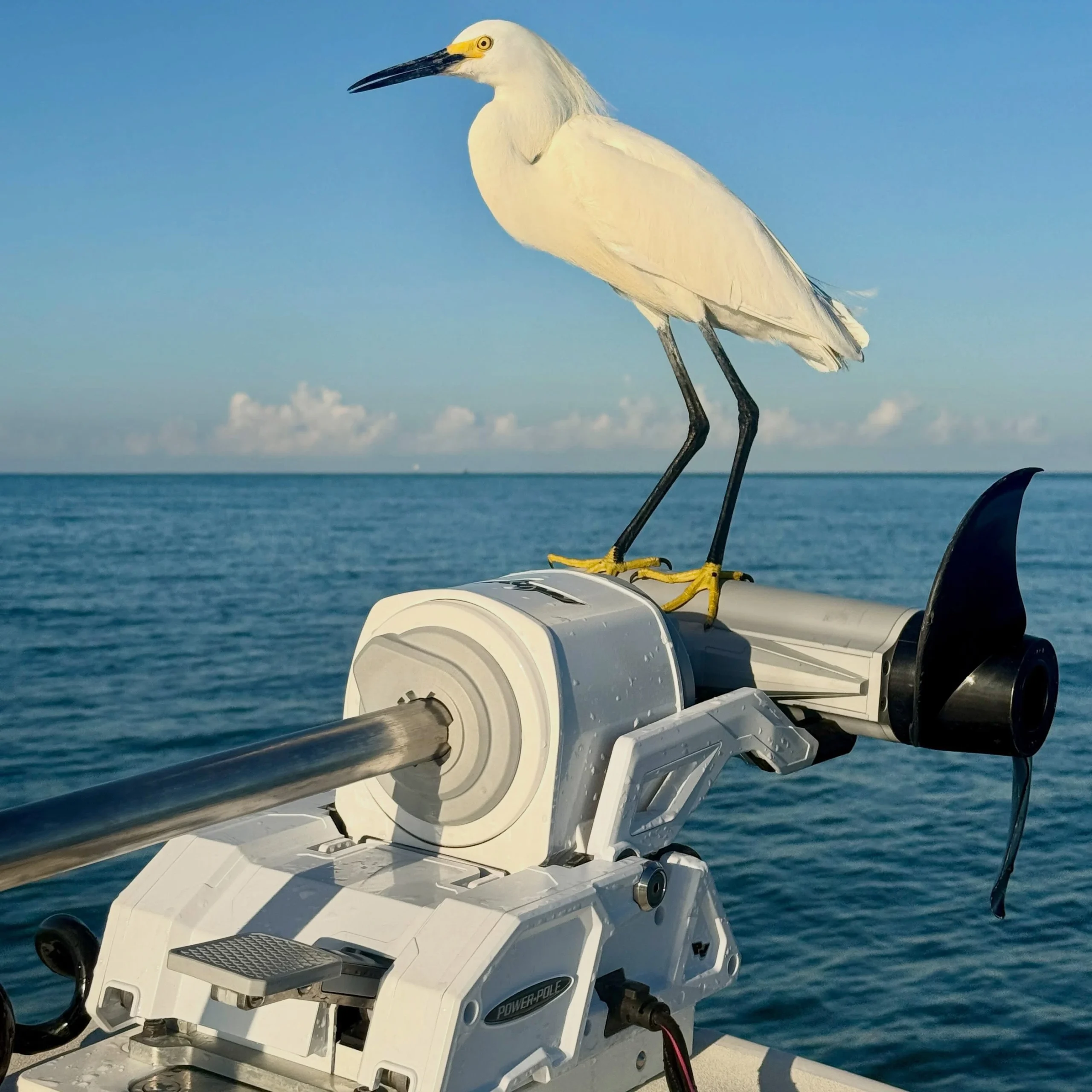 Snowy egret perched on a trolling motor during a Sarasota custom sightseeing charter on calm Gulf Coast waters.