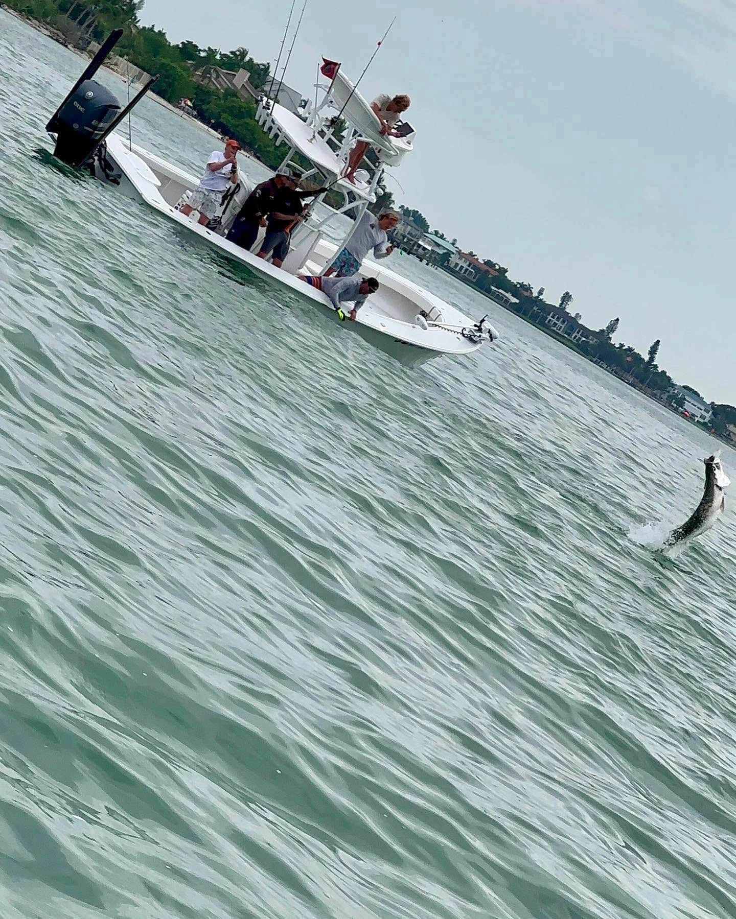 Large tarpon leaping from the water beside a Sarasota fishing charter boat during an exciting fight.