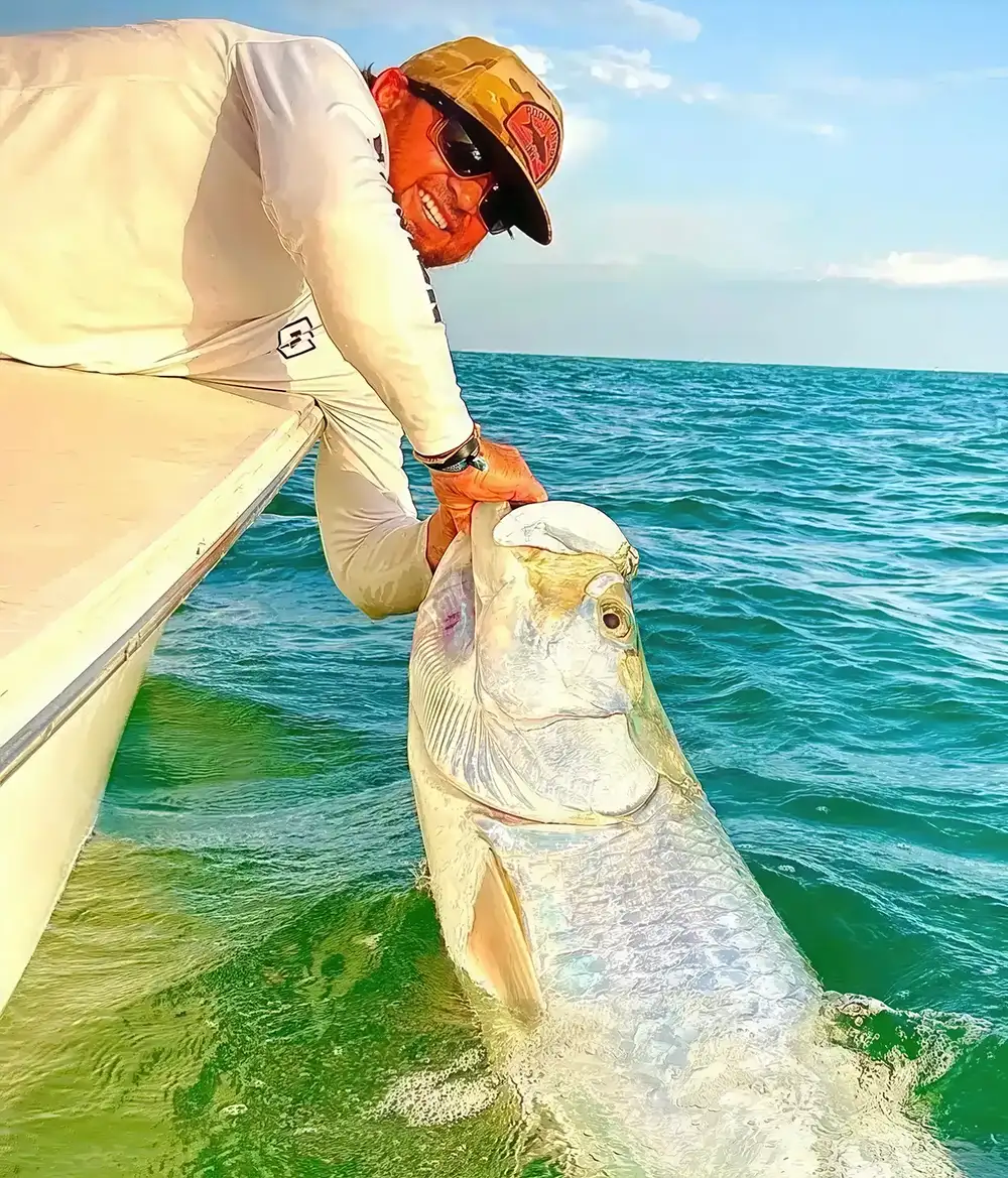 Captain releasing a giant tarpon beside the boat during a Sarasota tarpon fishing charter.